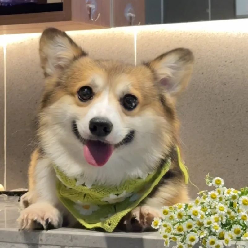 ảnh chó cute cực chất