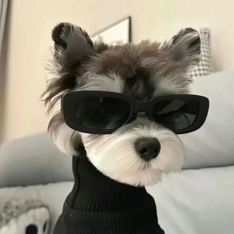 avatar chó cute cực chất
