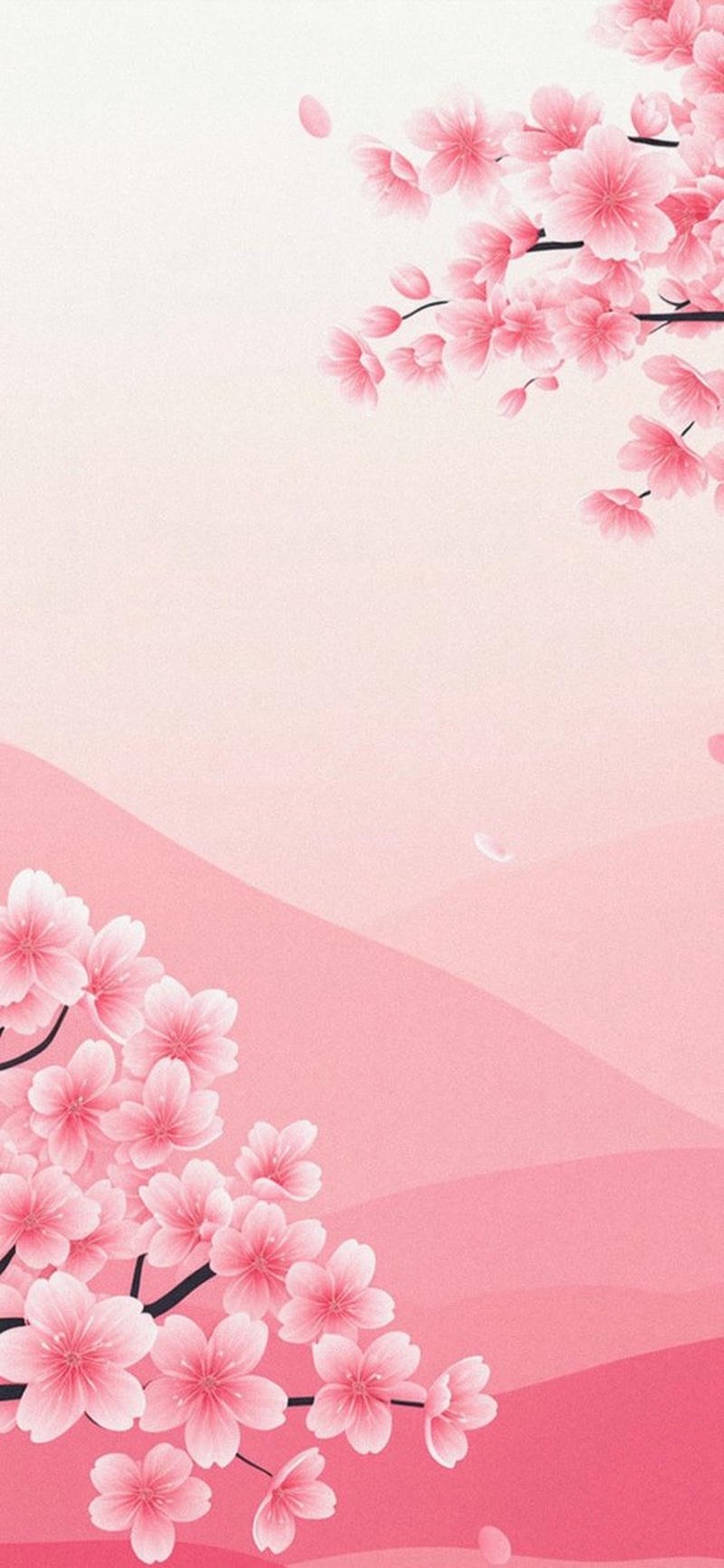 ảnh nền hoa anh đào cute
