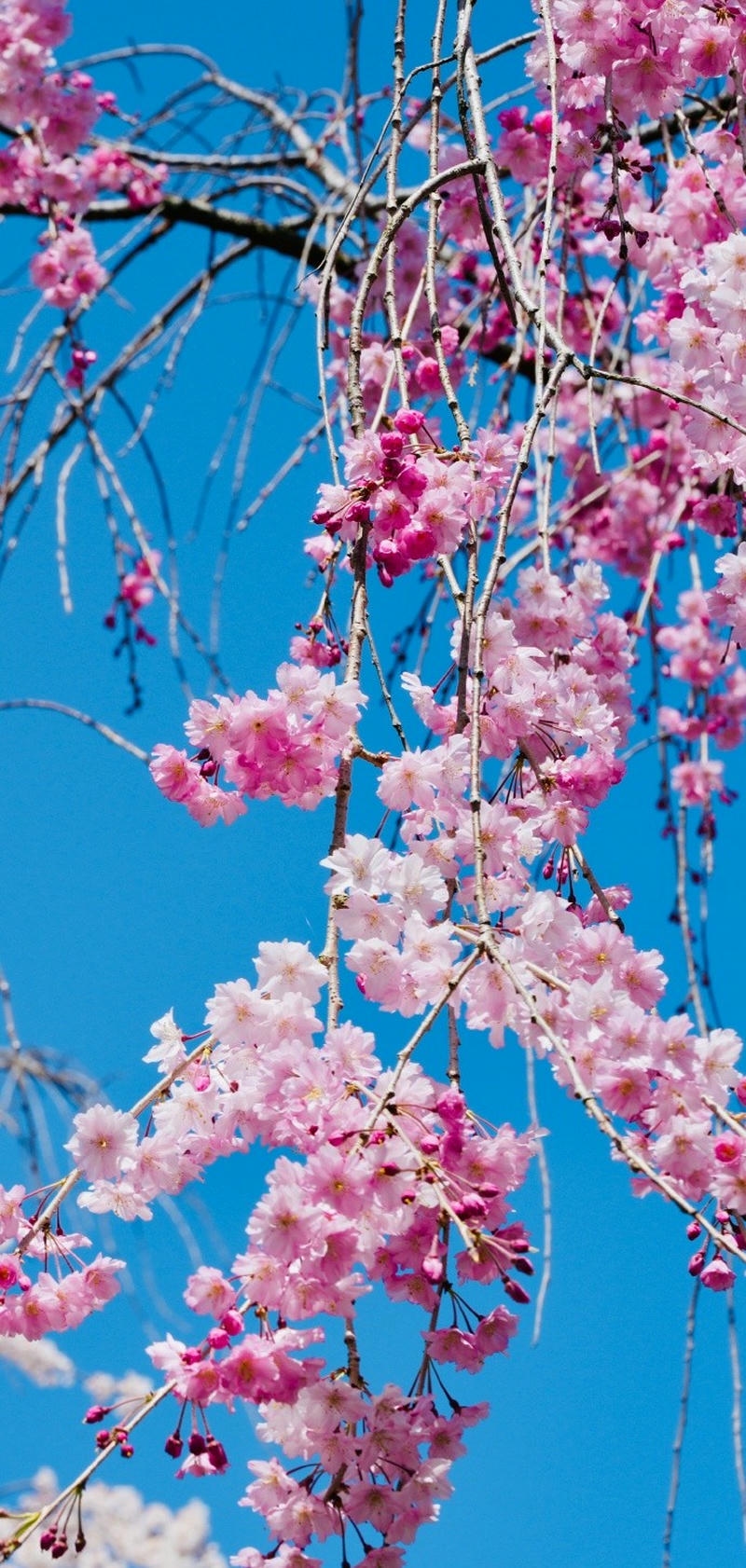 ảnh nền hoa anh đào đẹp