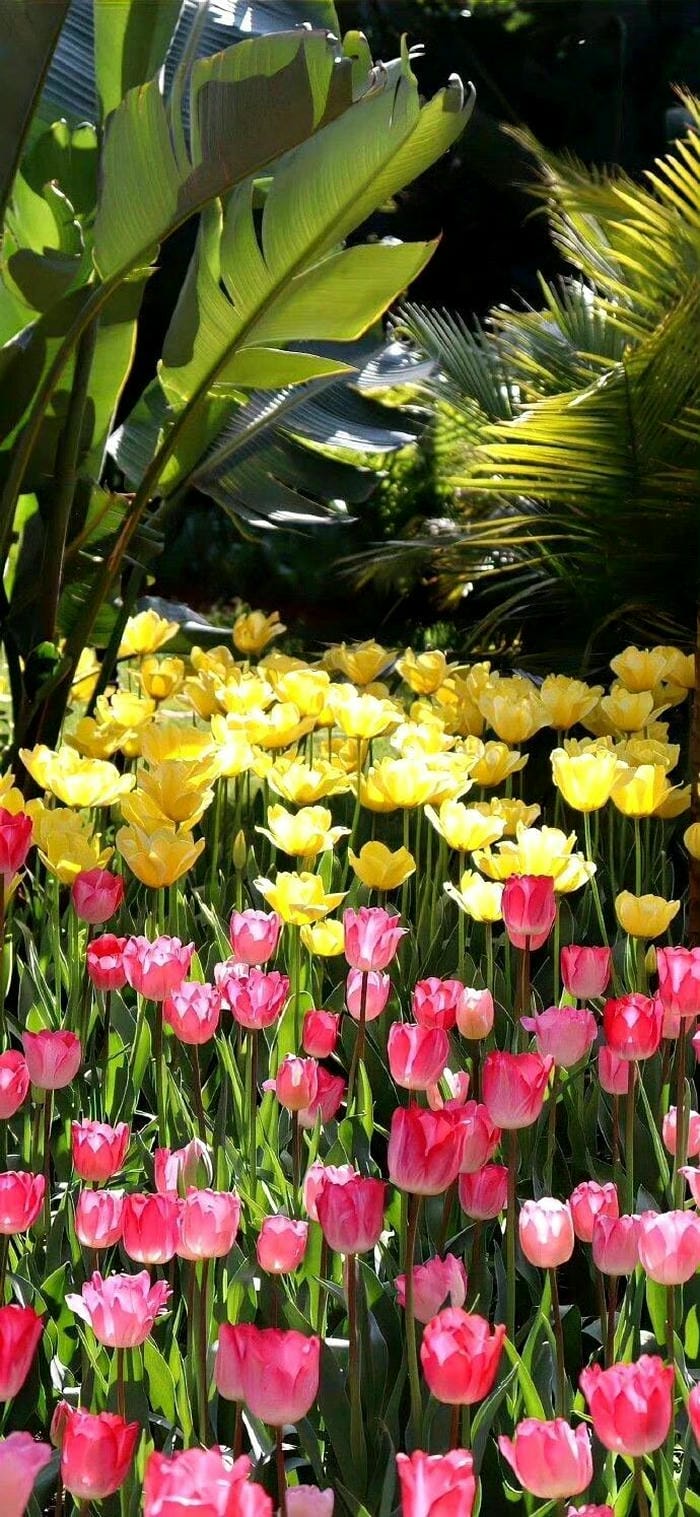 ảnh nền hoa tulip 4k