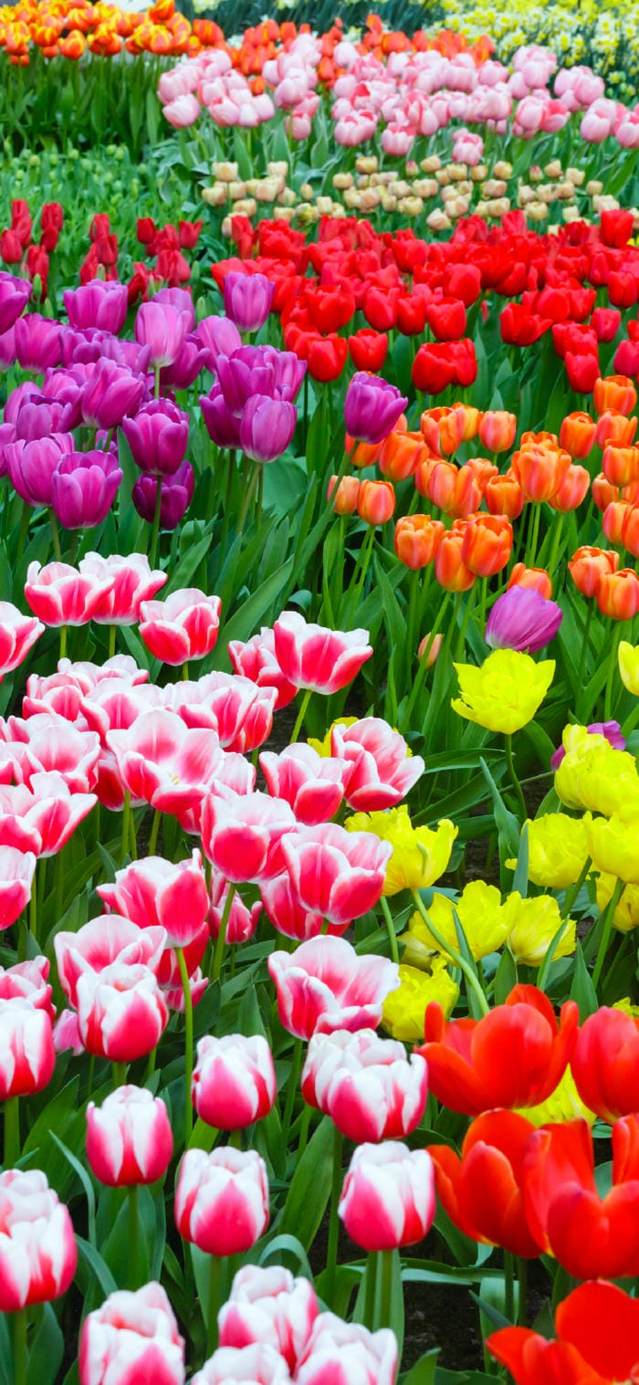 ảnh nền hoa tulip full hd