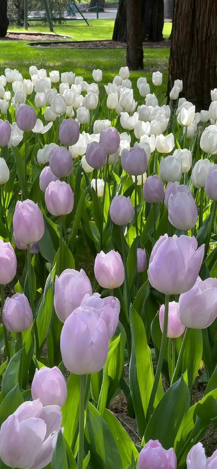 hình ảnh hoa tulip full hd cực đẹp