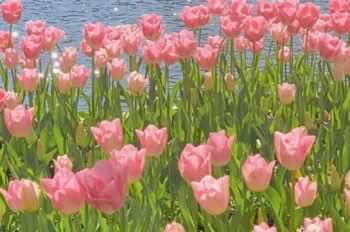 1001+ hình nền hoa Tulip đa dạng thi nhau đua sắc cho điện thoại