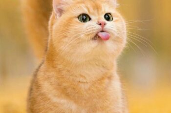 Đa dạng biểu cảm với bộ 50 hình nền Mèo cute, dễ thương