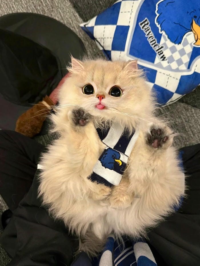 hình ảnh mèo cute đẹp