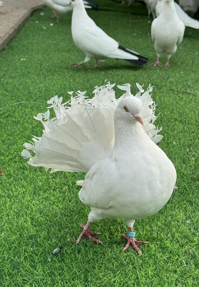 hình nền chim bồ câu khoe đuôi