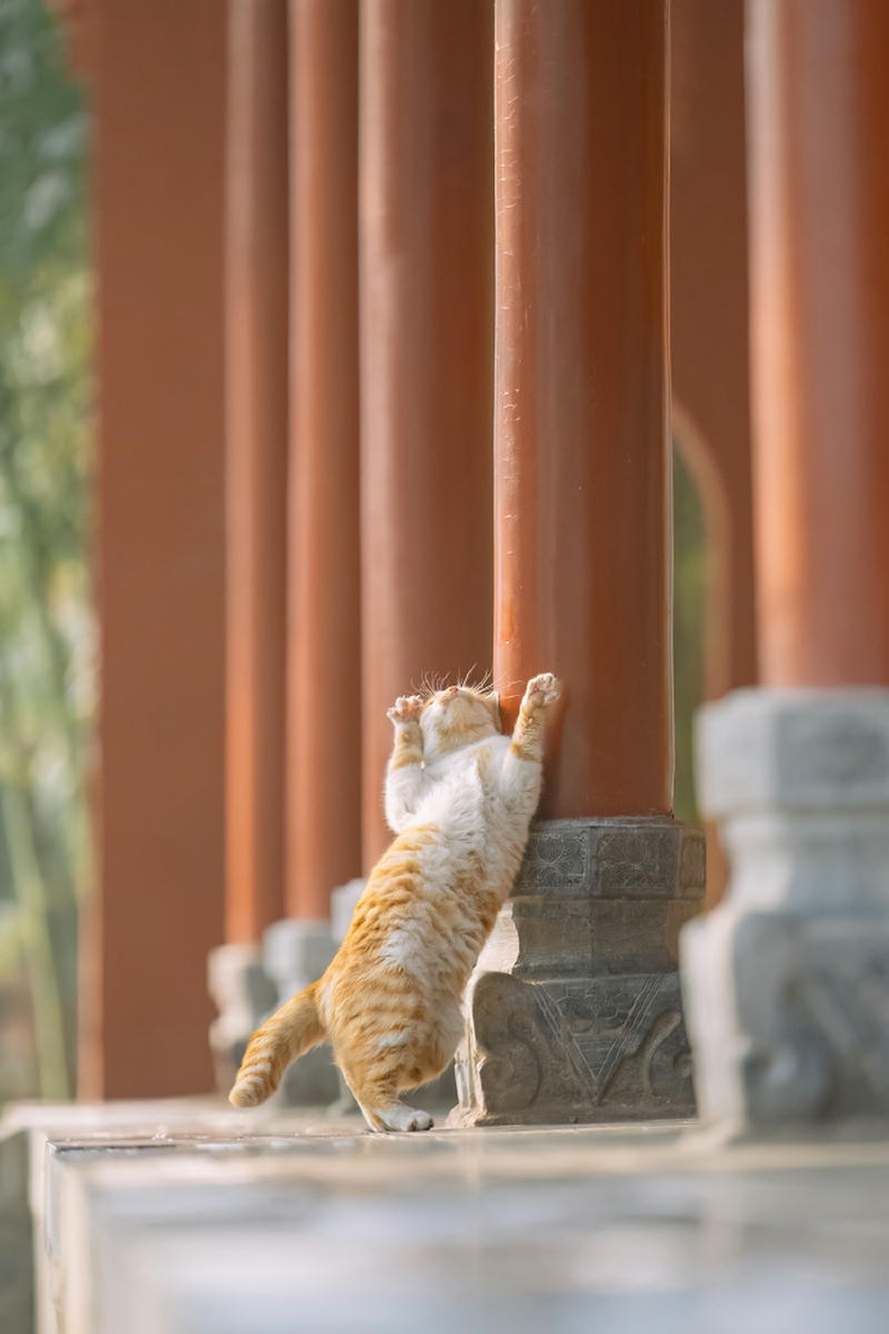 hình nền con mèo đẹp