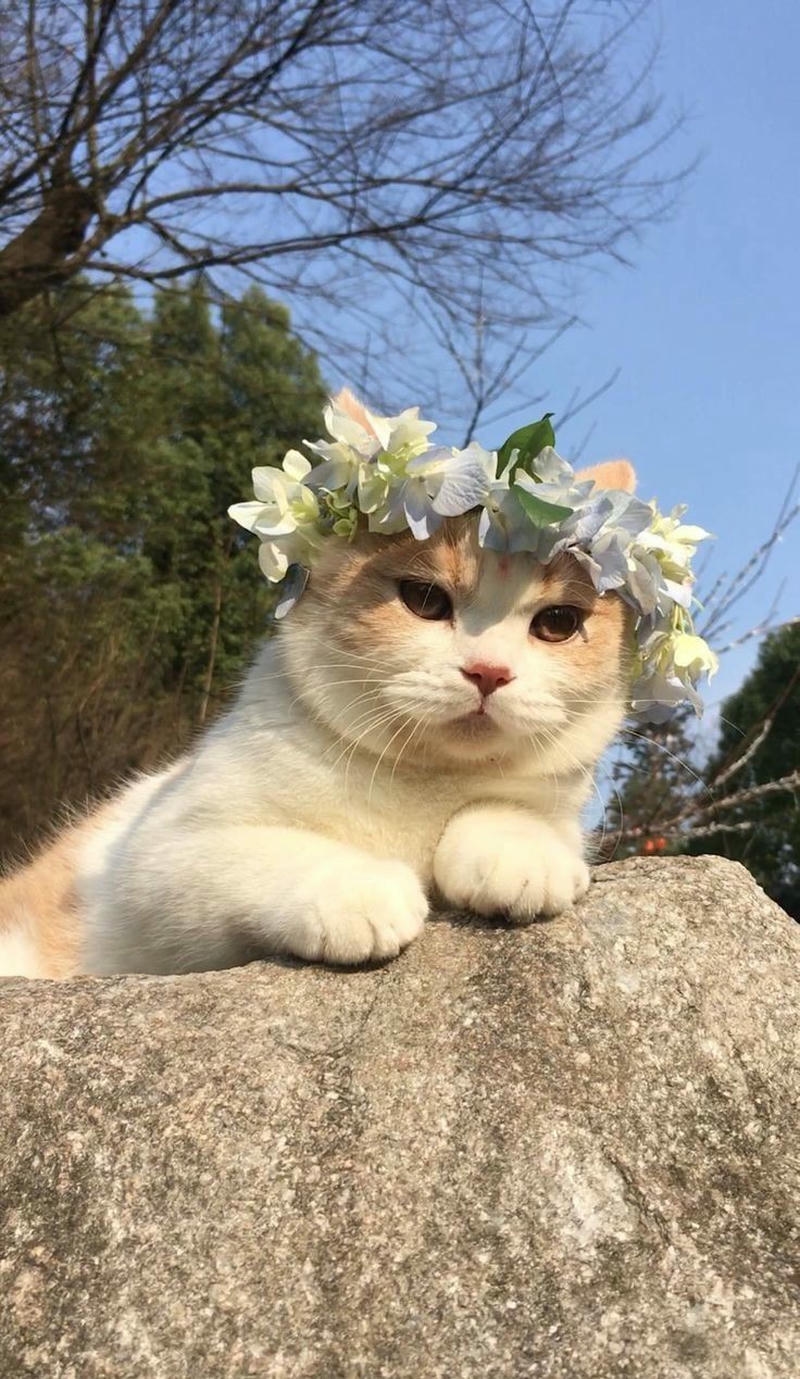 hình nền con mèo đội hoa