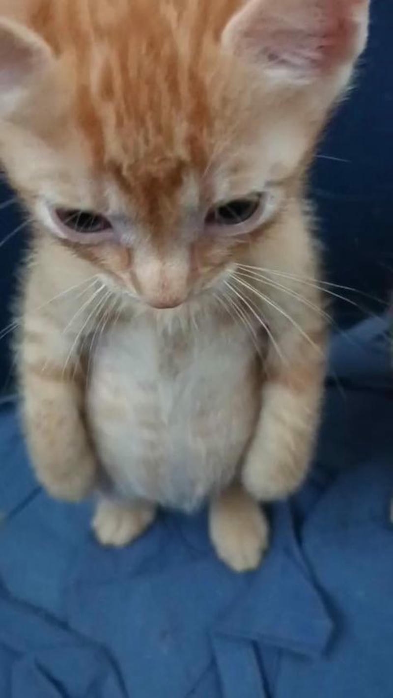 hình nền con mèo dỗi