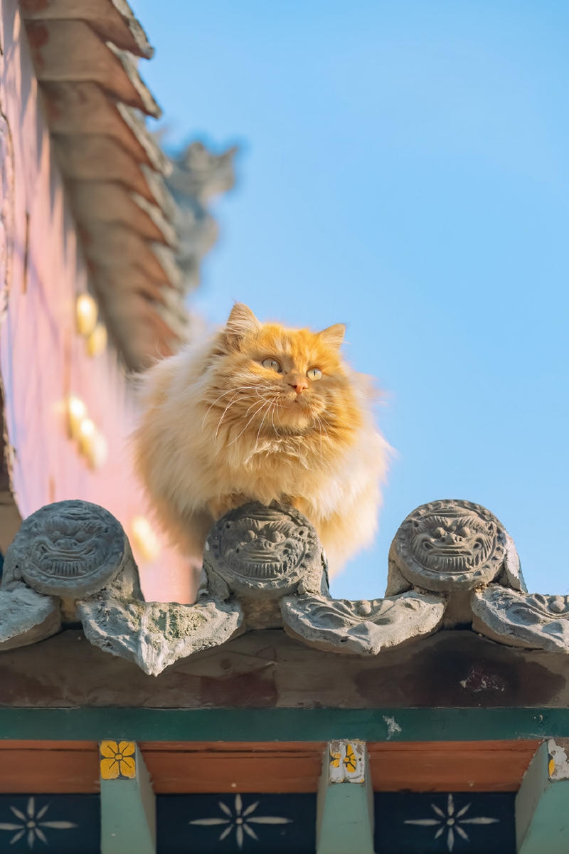 hình nền con mèo vàng xù lông