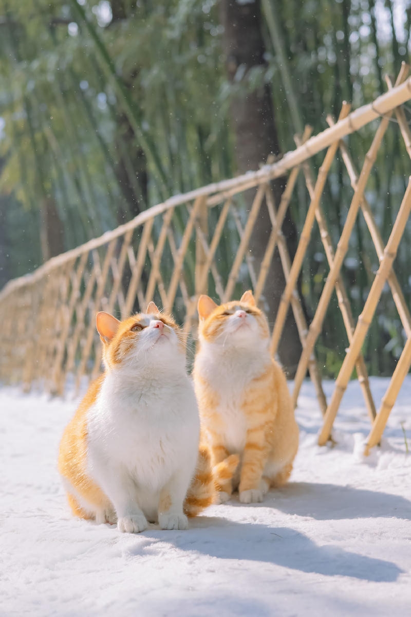 hình nền con mèo vàng