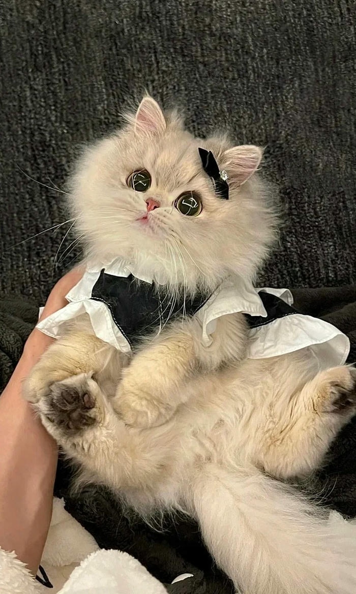 hình nền cute cat