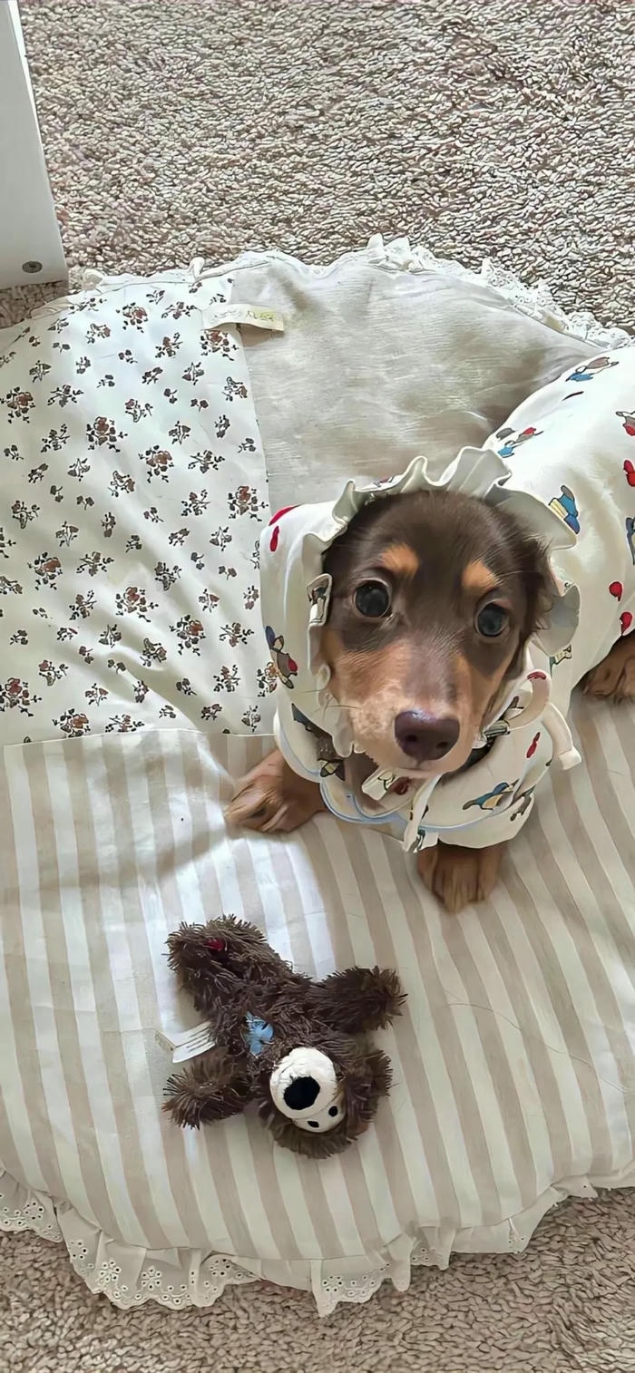 hình nền cute con chó