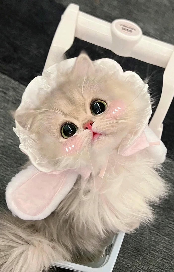 hình nền cute mèo con