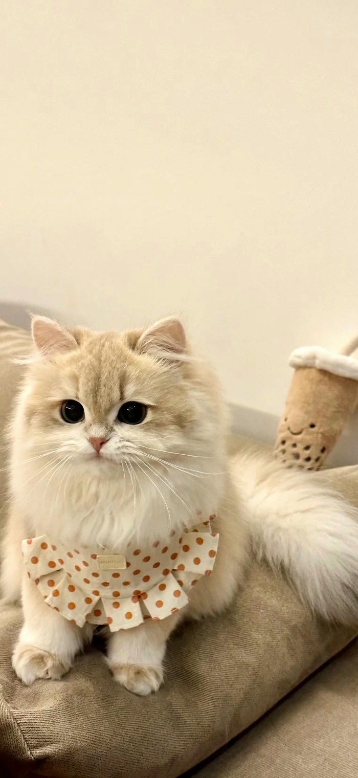 hình nền cute nhất