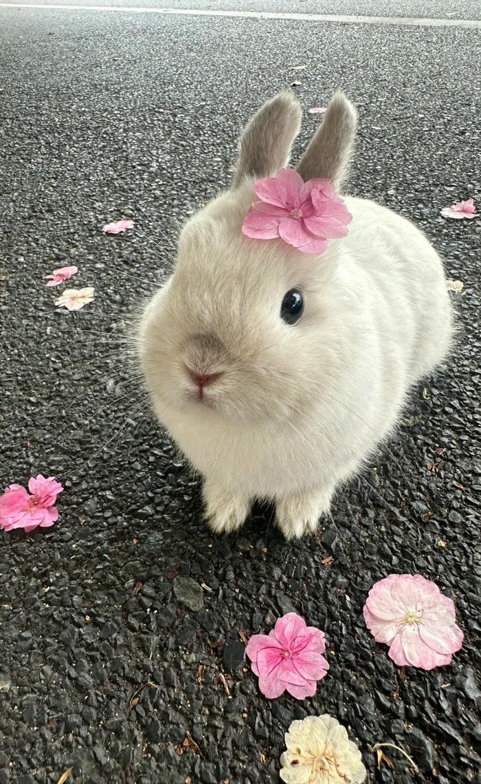 hình nền cute thỏ đẹp
