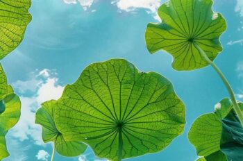 Top 600 hình nền điện thoại phong thuỷ cho mệnh mộc tươi mới