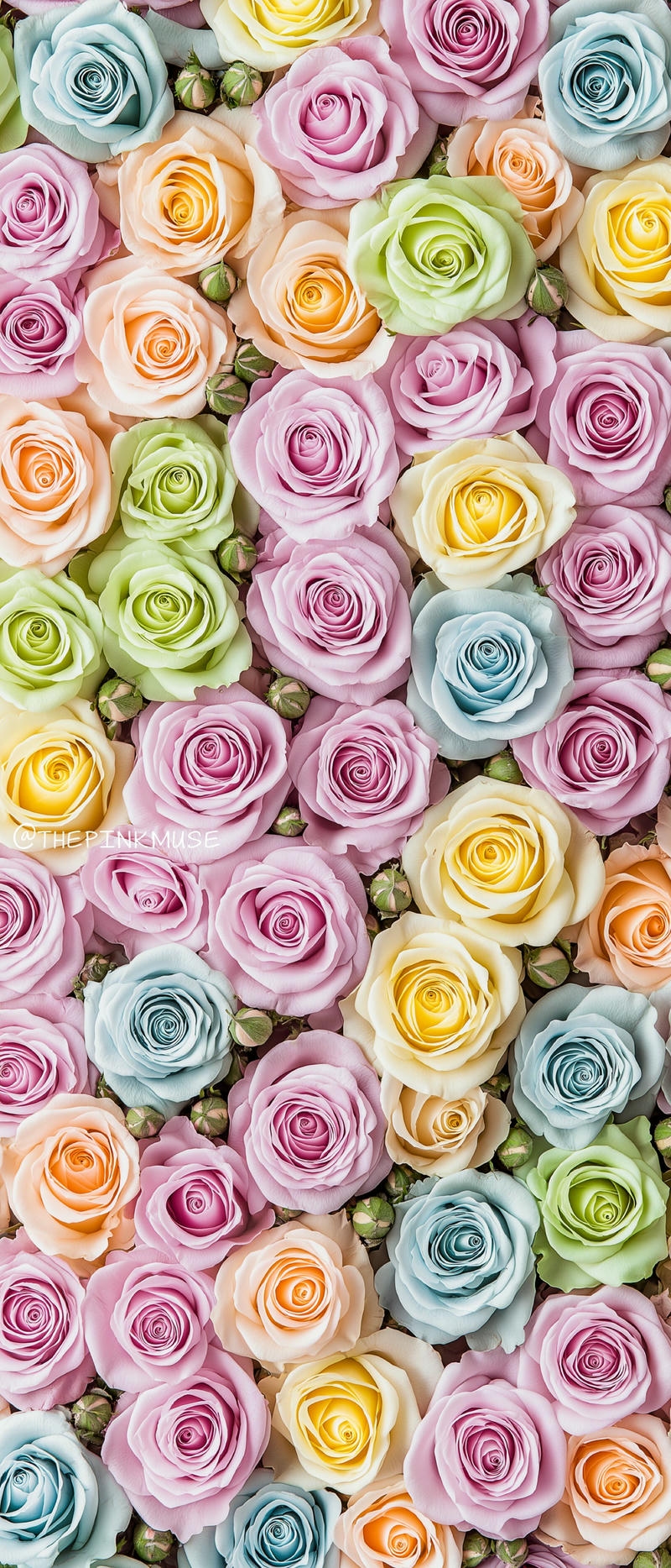 hình nền hoa hồng nhiều màu pastel
