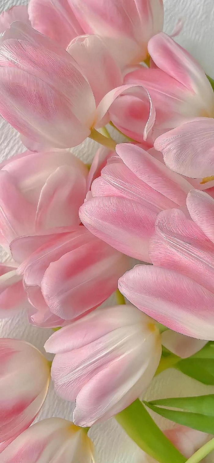 hình nền hoa tuylip hồng