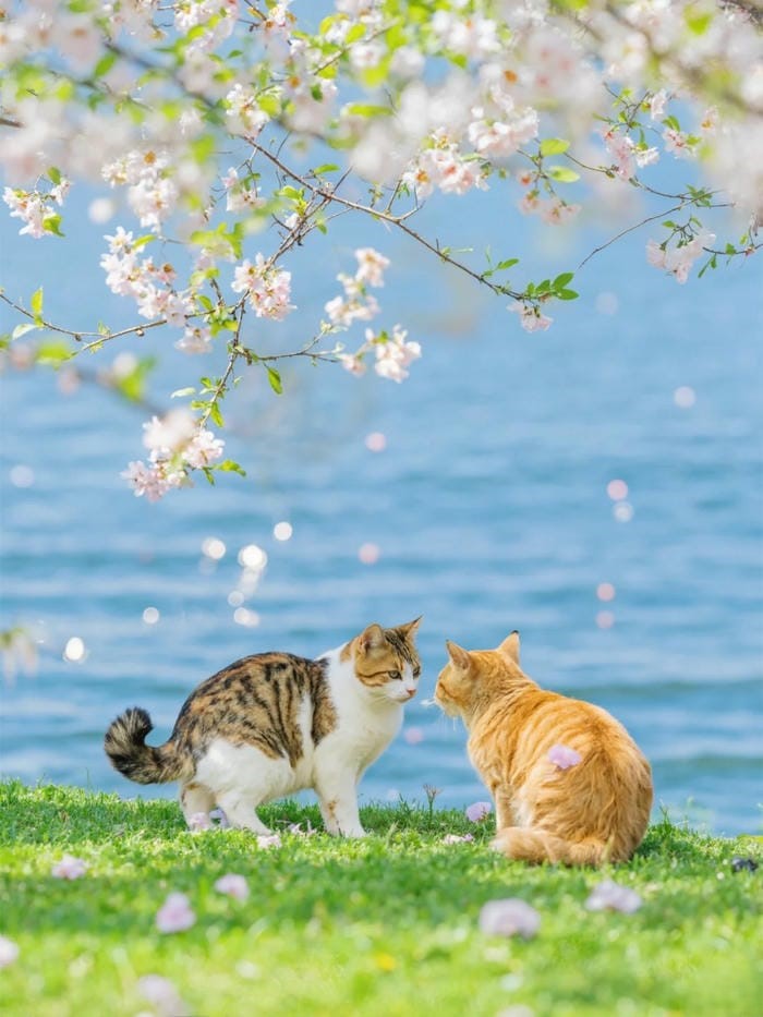 hình nền mèo cute đẹp nhất