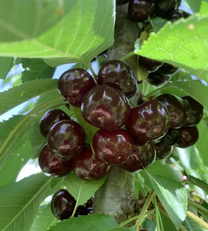 ảnh đại diện cherry