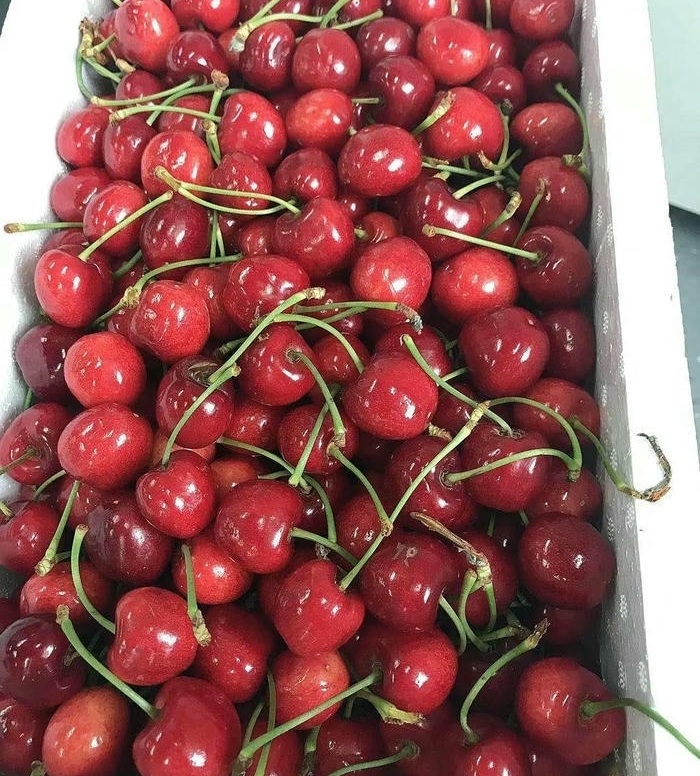 ảnh đại diện cherry cực đẹp