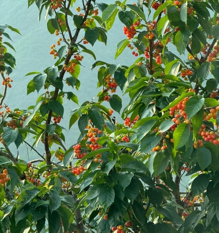 anh đai dien cherry cuc đep