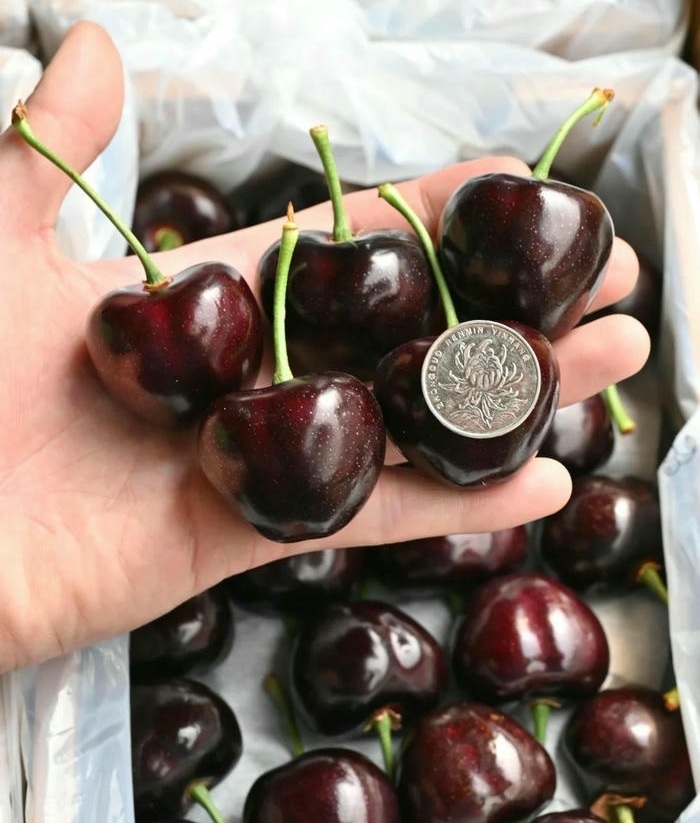 ảnh đại diện cherry đẹp cực