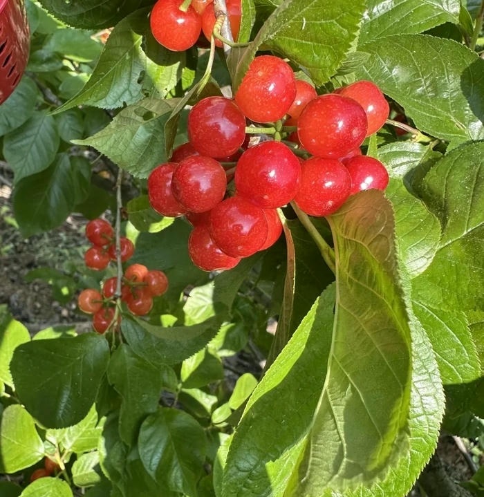 anh đai dien cherry đep cuc