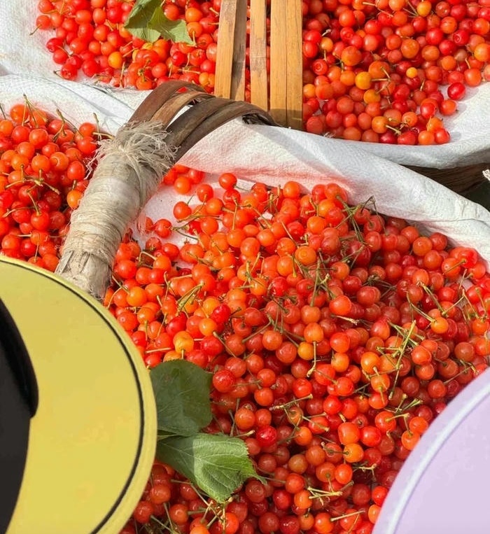 anh đai dien cherry đep nhat
