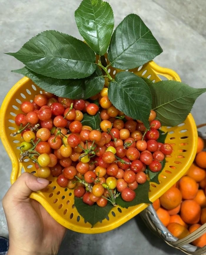 ảnh đại diện cherry đẹp nhất