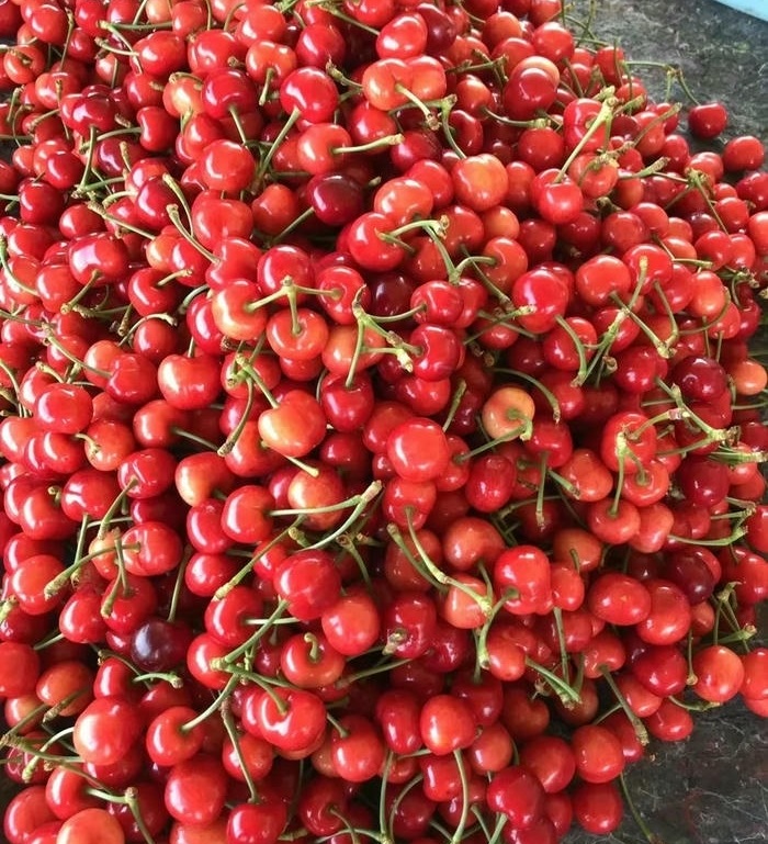 anh đai dien cherry sieu đep