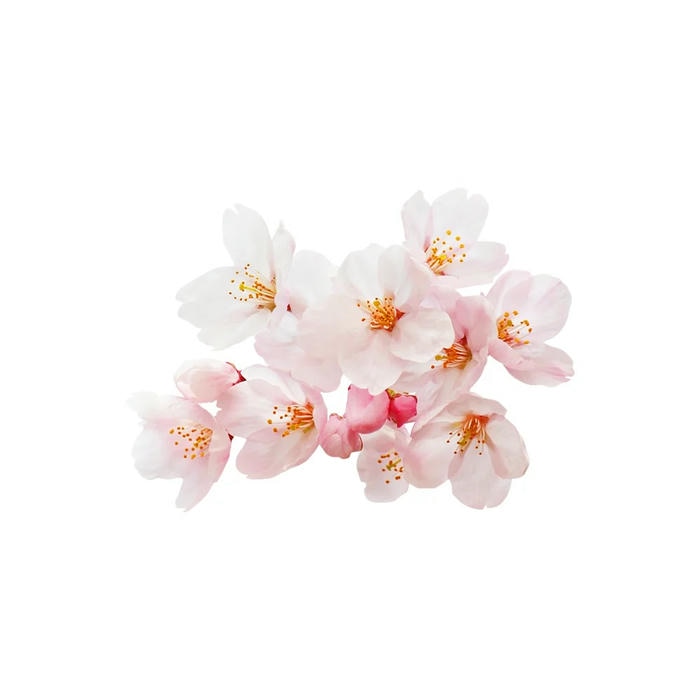 ảnh hoa anh đào