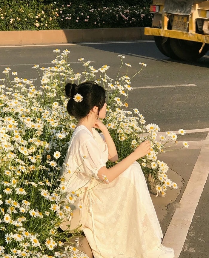 ảnh hoa cúc xinh