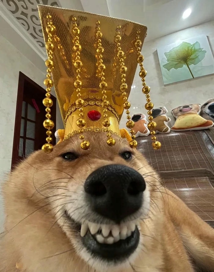 ảnh siêu hài hước