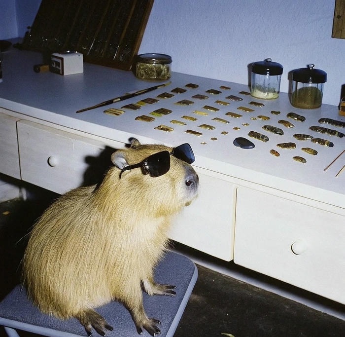 avatar capybara ngầu