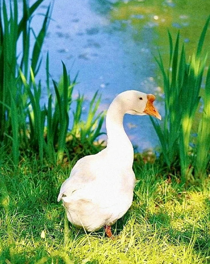 avatar con vịt đẹp nhất