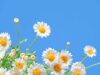 [Đẹp] Top 566+ hình ảnh avatar hoa cúc hoạ mi nở đặc sắc
