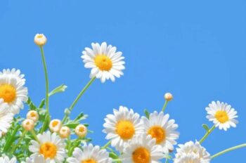 [Đẹp] Top 566+ hình ảnh avatar hoa cúc hoạ mi nở đặc sắc