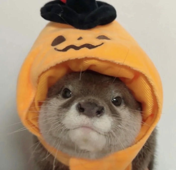 avatar rái cá cực cute
