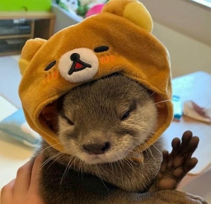 avatar rái cá cute