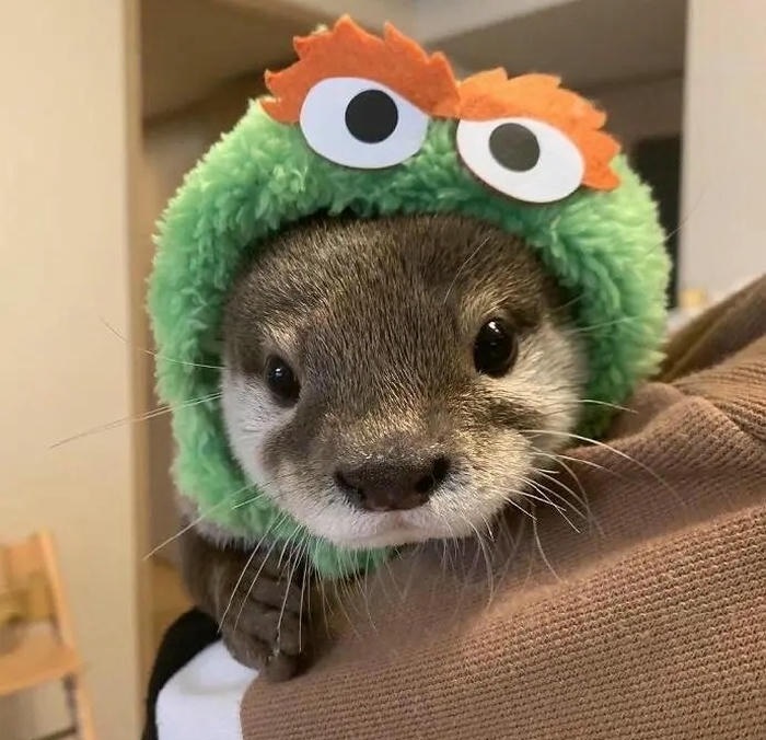 avatar rái cá cute cực
