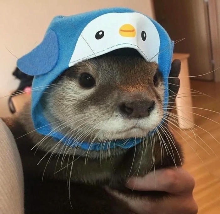 avatar rái cá đẹp
