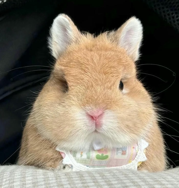 avatar thỏ cute nhất
