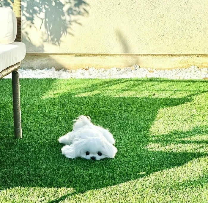 avatar xanh lá cute nhất