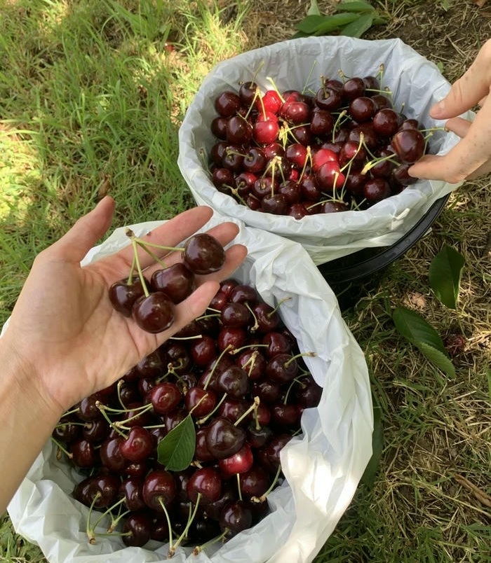 avt cherry đáng yêu