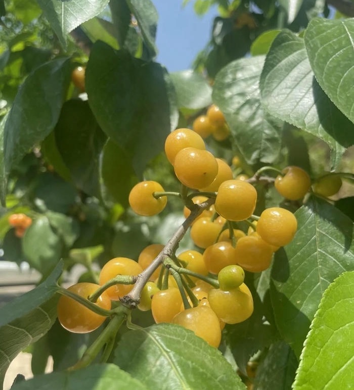 avt cherry dễ thương