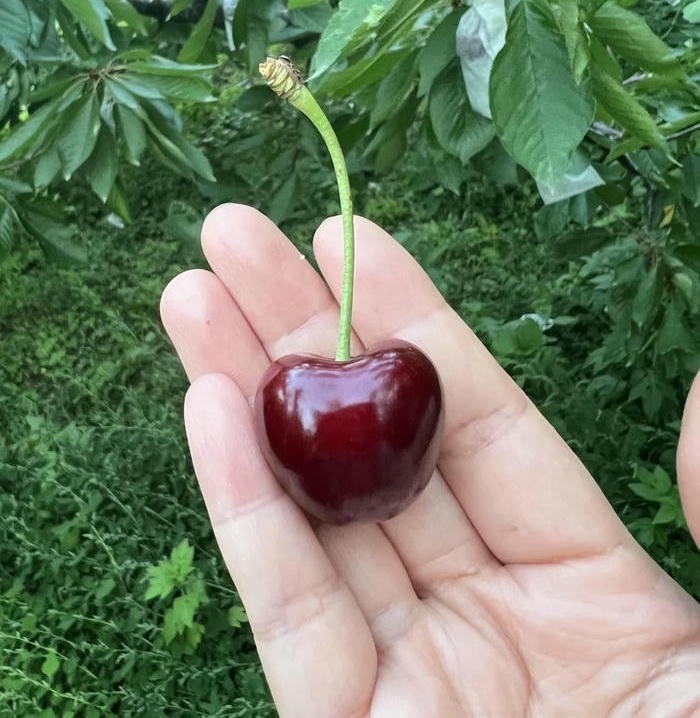 avt cherry siêu cute