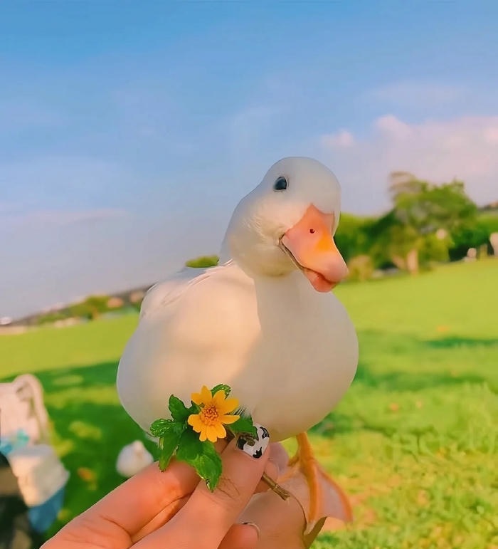 avt con vịt đáng yêu nhất